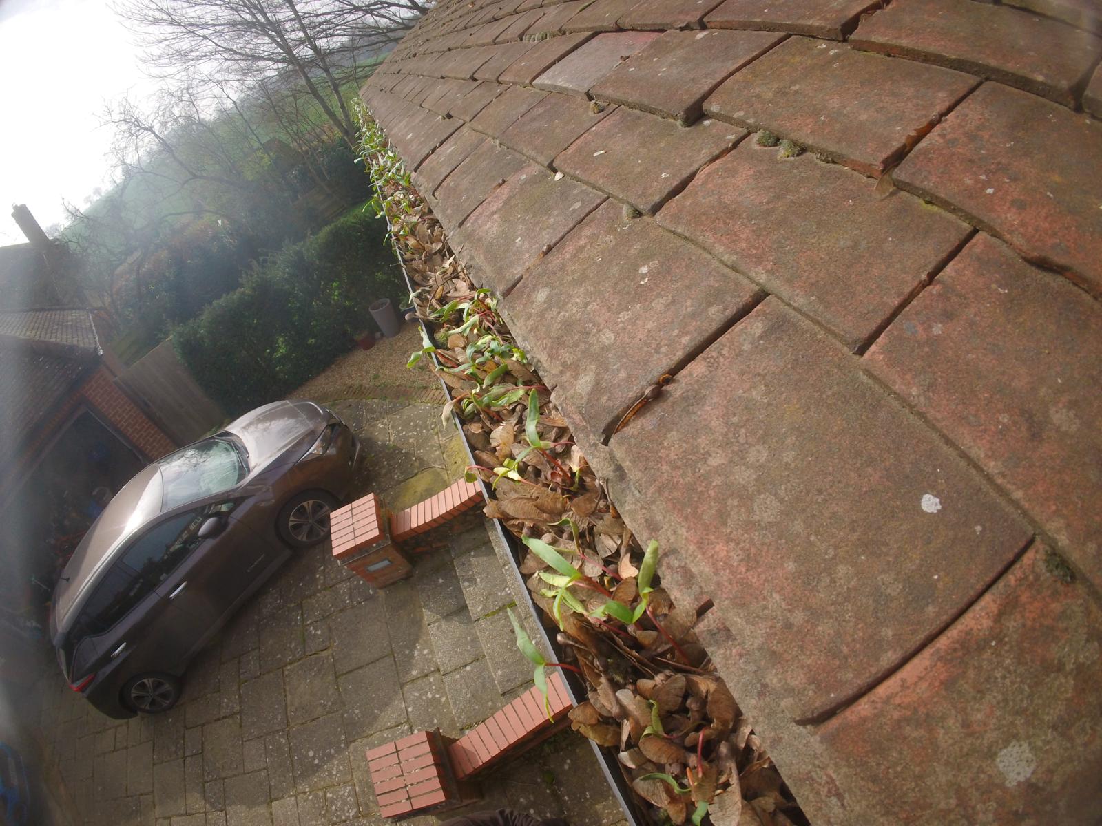 Blocked gutter full of compacted leaves and seedlings growing from trapped silt